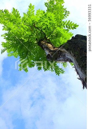 Sky and trees Sky and trees 56993331