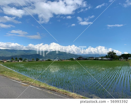 農村稻田 農村稻田 56993392