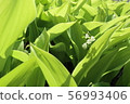 許多鈴蘭 56993406