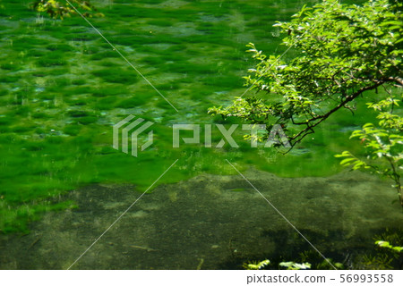 Mysterious Pond Dragon is Kubo 56993558