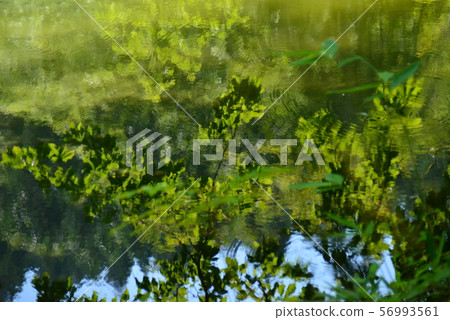 Mysterious Pond Dragon is Kubo 56993561