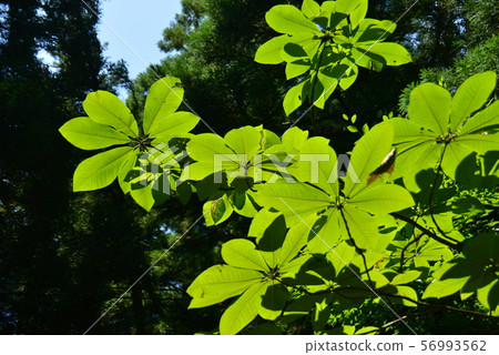 Park leaves big leaves 56993562