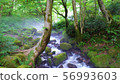 Kitanizawa mountain stream (Tottori / Okuyama water and beech) 56993603