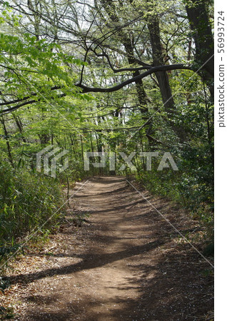 Road in the forest 56993724