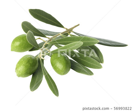 Olive branch and fruit 56993822