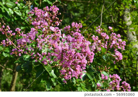 Purple perennial flower Purple perennial flower 56993860