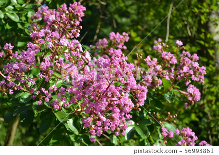 Purple perennial flower Purple perennial flower 56993861