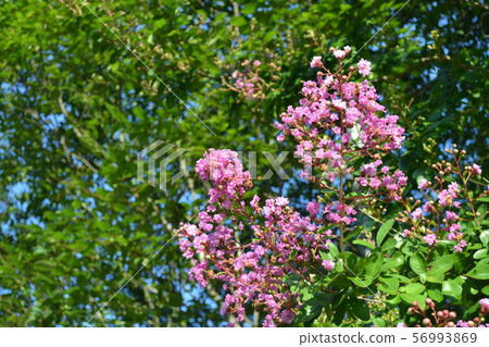 紫色多年生花 紫色多年生花 56993869