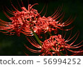 Cluster amaryllis 56994252