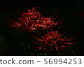 Cluster amaryllis 56994253