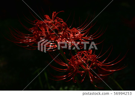 Cluster amaryllis 56994253