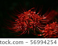 Cluster amaryllis 56994254