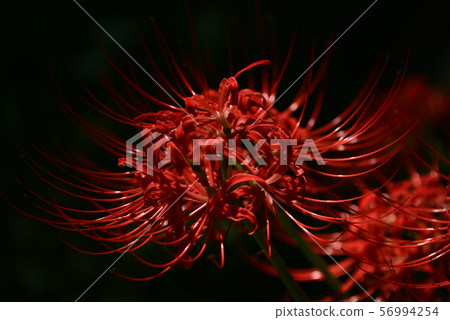 Cluster amaryllis 56994254