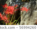 Cluster amaryllis 56994260