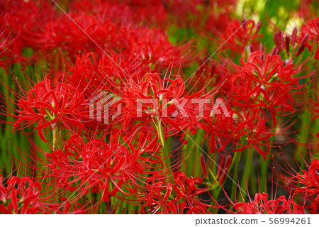 Cluster amaryllis 56994261