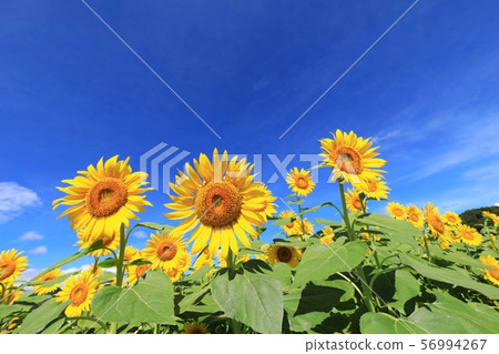 Sunflower 3166 56994267