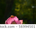 Lotus flower and cicada 56994501
