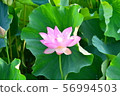 Lotus flower  56994503