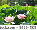 Lotus flower  56994505