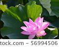 Lotus flower  56994506