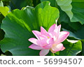 Lotus flower  56994507