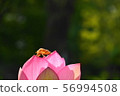 Lotus flower and cicada 56994508