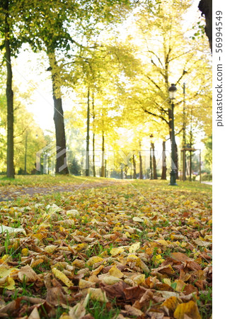 Fallen leaves Fallen leaves 56994549