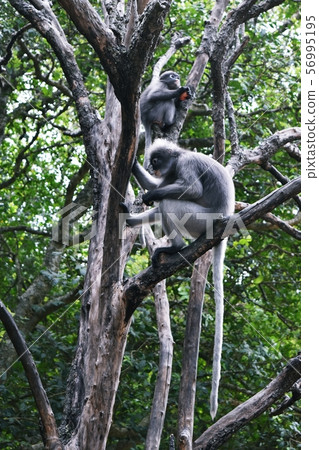 Dusky leaf monkey on tree in forest,  Spectacled langur 56995195