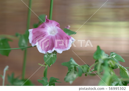 改變牽牛花10 改變牽牛花10 56995302