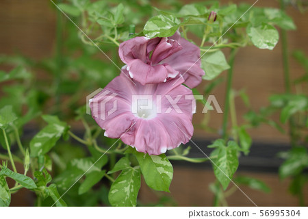 改變牽牛花11 56995304
