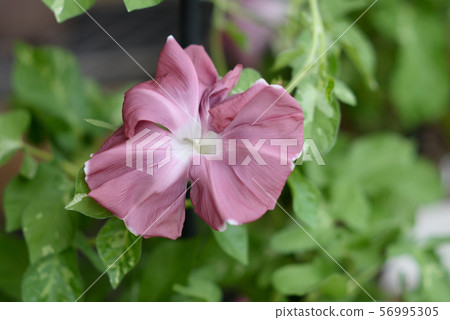 改變牽牛花12 56995305