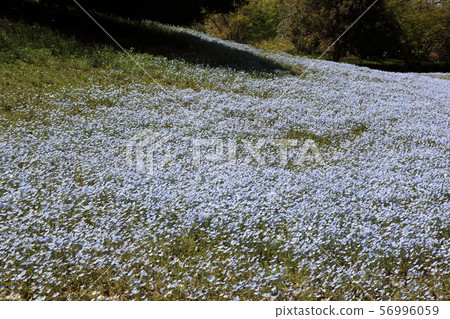 Nemophila Nemophila 56996059
