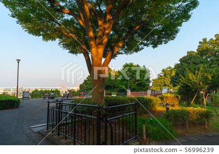 日本的橫濱市容在山公園zelkova和橫濱港的意見 日本的橫濱市容在山公園zelkova和橫濱港的意見 56996239