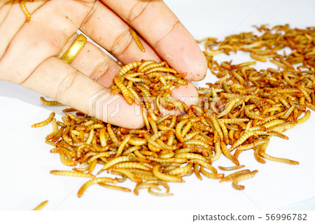 worm animal wiggle on the floor. wildlife life focus 56996782