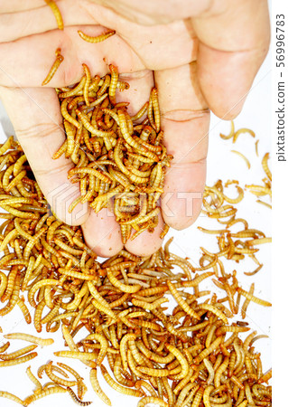 worm animal wiggle on the floor. wildlife life focus 56996783