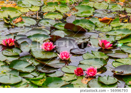 Pink water lilies (Nymphaea) in a lake Pink water lilies (Nymphaea) in a lake 56996793