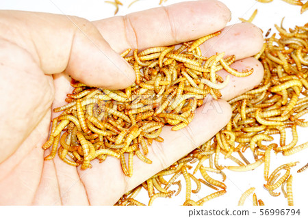 worm animal wiggle on the floor. wildlife life focus worm animal wiggle on the floor. wildlife life focus 56996794