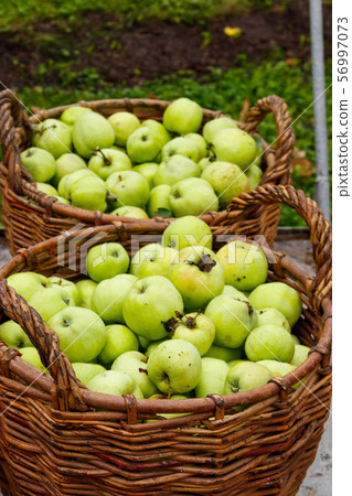 Apple harvest. Wicker baskets with green apples Apple harvest. Wicker baskets with green apples 56997073
