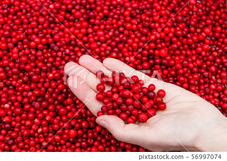 Handful of lingonberry in female palm Handful of lingonberry in female palm 56997074