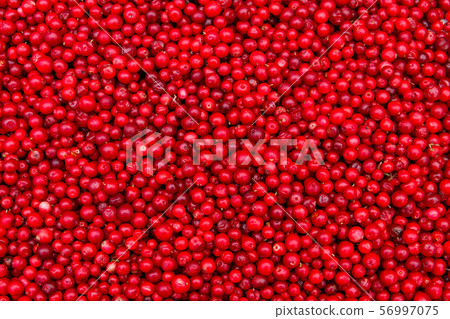 Background of ripe red lingonberry Background of ripe red lingonberry 56997075