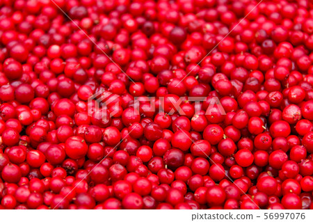 Background of ripe red lingonberry Background of ripe red lingonberry 56997076