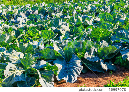 Rows of cabbage in a vegetable garden Rows of cabbage in a vegetable garden 56997078
