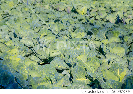 Rows of cabbage in a vegetable garden Rows of cabbage in a vegetable garden 56997079