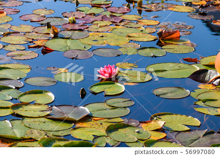 Pink water lily (Nymphaea) in a lake Pink water lily (Nymphaea) in a lake 56997080