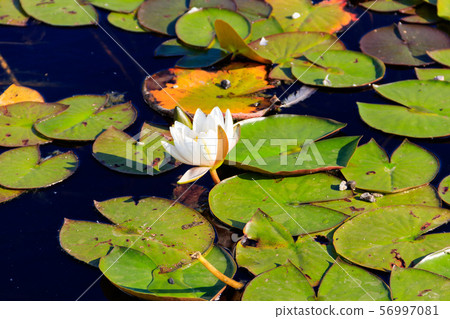 European white water lily (Nymphaea alba) European white water lily (Nymphaea alba) 56997081