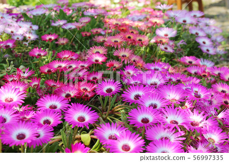 Pink honeybee flower field Pink honeybee flower field 56997335