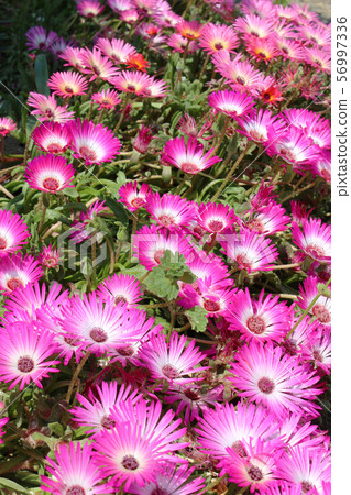 Pink honeybee flower field 56997336