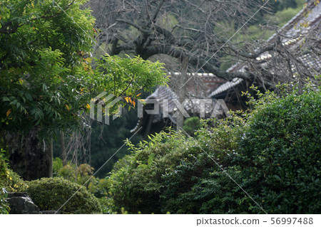 鳥取走在秋天秋葉Tokoji寺 鳥取走在秋天秋葉Tokoji寺 56997488