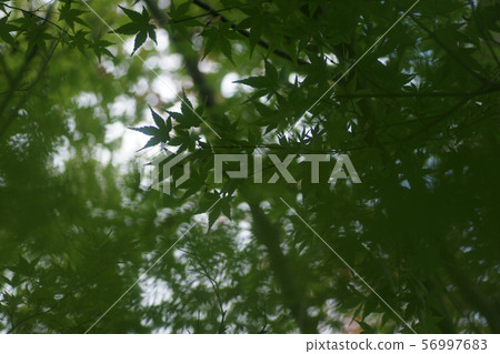 Tottori walk in the autumn Autumn leaves Tokoji Temple 56997683