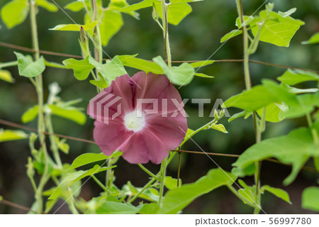 Change Morning Glory 39 56997780